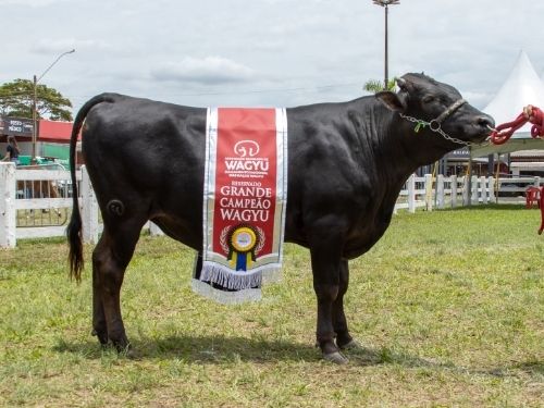 Wagyu no Brasil: origem, características da raça e o papel da ABCBRW