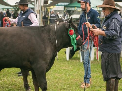 Leilões e eventos Wagyu: como a ABCBRW fortalece a genética e o mercado